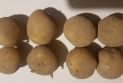 Lista odmian ziemniaka zalecanych do uprawy przez COBORU