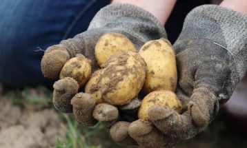 GUS: wynikowy szacunek zbiorów ziemniaków w 2022 roku