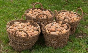 Opóźnia się sadzenie ziemniaków w Uzbekistanie